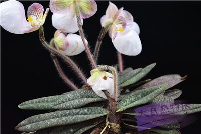 硬叶兜兰 兰花 野生下山兰 趣味植物花卉 花期2-4月 包邮