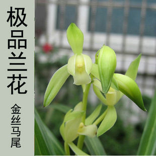 建兰金丝马尾兰花兰草花卉盆栽室内办公室观花叶盆景绿植正品批发图片