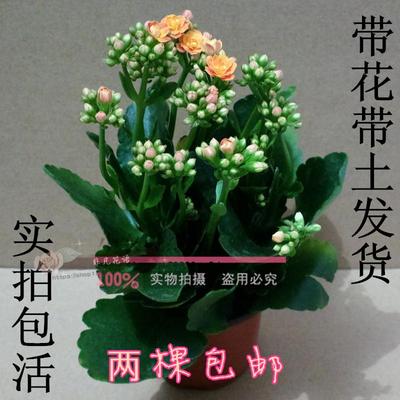 进口重瓣长寿花含盆带花苞小盆栽室内花卉四季开花 白掌 虎刺梅