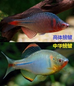 高体鳑鲏 七彩鳑鲏旁皮鱼原生鱼冷水鱼观赏鱼 免邮免包装送繁殖蚌