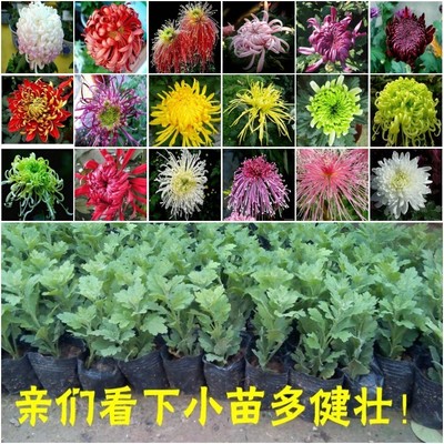 盆栽菊花苗大菊花苗盆栽 室内庭院花卉绿植 四季菊花 当年开花