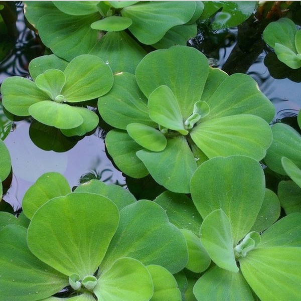 浮性水草水芙蓉水培植物大浮萍漂浮性水草绿植花卉水产养殖用草