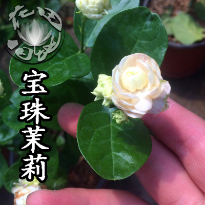 特价虎头重瓣茉莉花苗绿植盆栽植物包邮办公室内阳台当年开花盆景