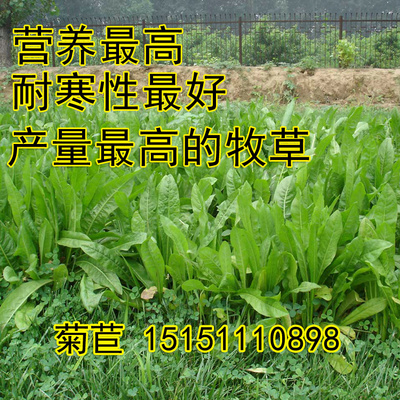 进口欧洲菊苣种子 肥猪菜种子 菊苣牧草种 优质高产 将军菊苣种子
