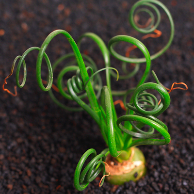 弹簧草 球根 球茎 多肉植物 多肉 办公室植物盆栽花卉绿植点翠苑