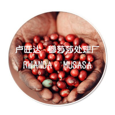 精品卢旺达 穆莎莎处理厂 红波旁 rwanda musasa 半磅227g