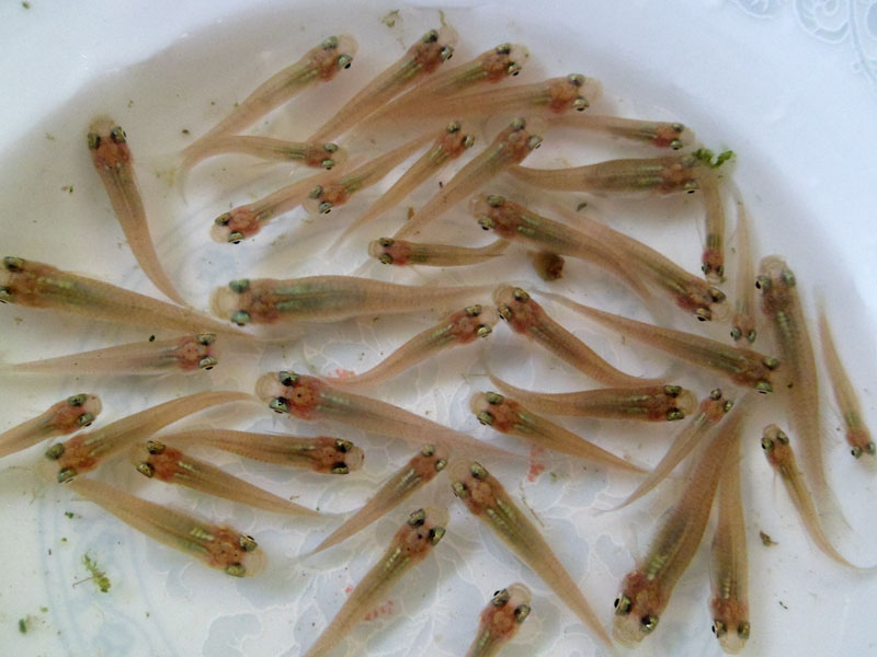 【大量出售】食蚊鱼大肚鱼饲料鱼原生鱼适合鳖