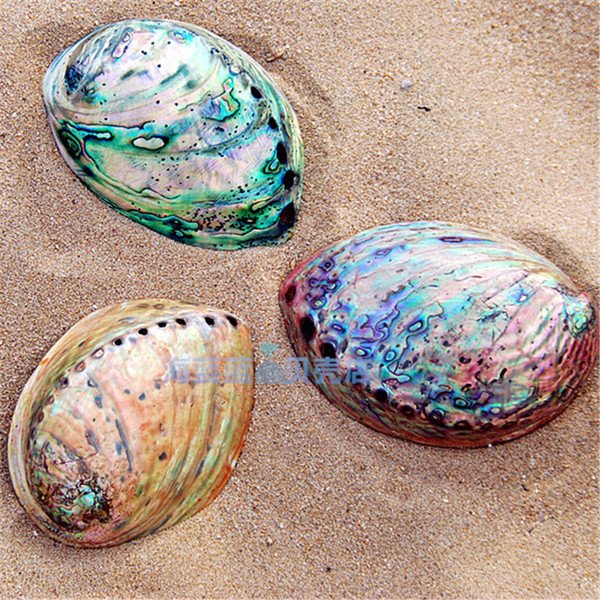 新西兰孔雀鲍鱼贝壳 12-13cm 海洋标本收藏摆件装饰天然珍稀精品