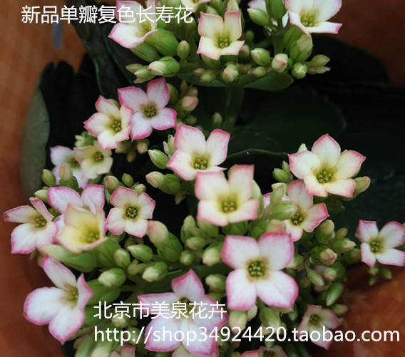 长寿花新品单瓣花 带花带苞带盆发货 成品苗6月新品有