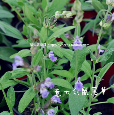 食用鼠尾草 sage 香草苗 香草花卉 香草盆栽 西餐料理必备