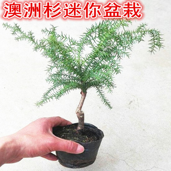 盆景盆栽 澳洲杉 南洋杉小苗绿植四季长青家居办公室内桌面植物