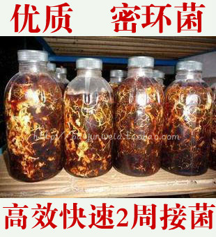 青木川优质密环菌天麻菌种猪苓菌天麻种子蜜环菌枝条菌 量大批发