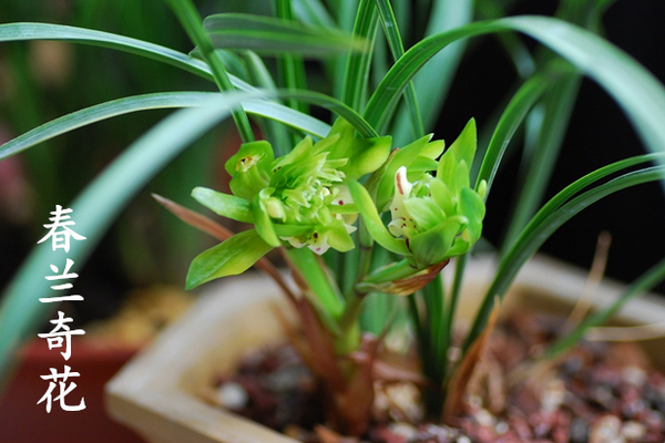 矮种兰花苗 春兰奇花余蝴蝶带花苞浓香 室内高档绿植花卉盆栽植物