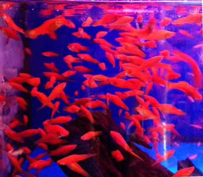 红剑鱼 小热带鱼 鱼缸水族箱生态缸养的鱼 观赏