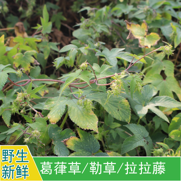 现采新鲜野生中草药材勒草葛葎草蔓锯锯藤拉拉藤五爪龙割人藤500g