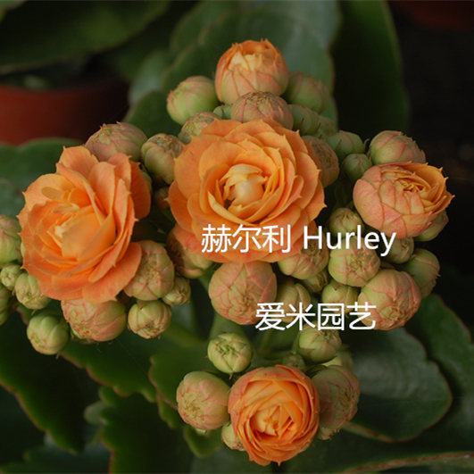 爱米园艺 长寿花 赫尔利 hurley