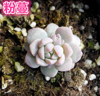 多肉植物 进口景天 粉蔓 冠幅2-3厘米左右 带盆栽好发 ...