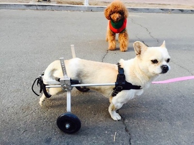 狗轮椅/宠物轮椅/残疾宠物代步车/瘫痪狗后肢轮椅/后肢两轮狗车xs