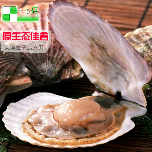 生猛鲜活海鲜 正宗大连獐子岛元贝扇贝(5只/500g)8元/只