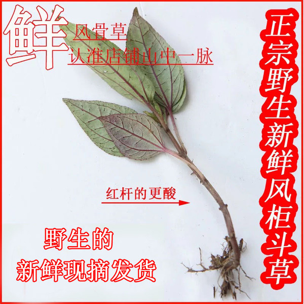 [鲜品]福建正宗野生风柜斗草 楮头红 风谷草 风鼓草 风骨草 500克