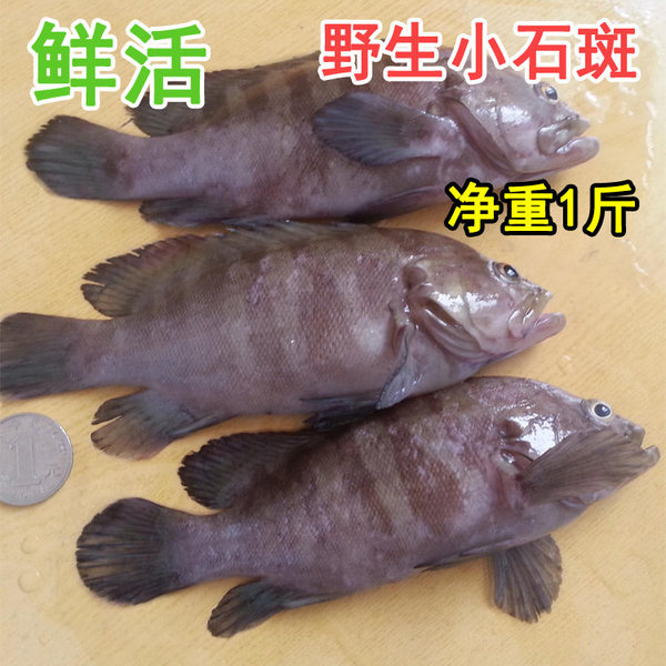 湛江海鲜鲜活海鱼 天然小石斑鱼 野生新鲜石头鱼 营养