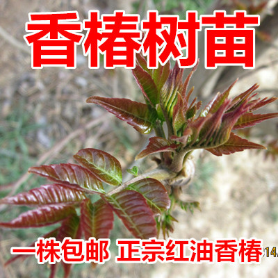 红油香椿树苗嫁接果树苗南方北方种植盆栽地栽香椿树苗阳台蔬菜