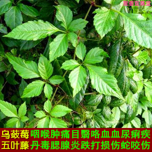 新鲜野生现采山草药五叶神七叶胆乌蔹莓七叶参小苦药顺丰航空