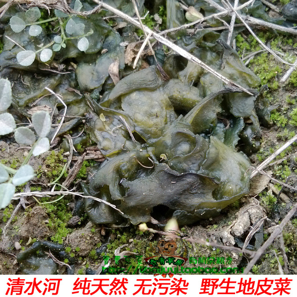 内蒙古清水河特产地皮菜地木耳免洗野生干地软无污染天然有机30g