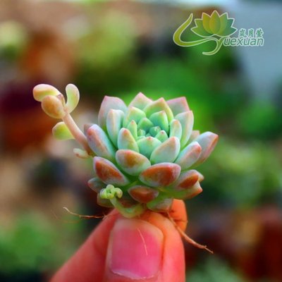 粉蔓 實拍 子持白蓮 帕米爾玫瑰 多肉植物群生拍韓國 ...