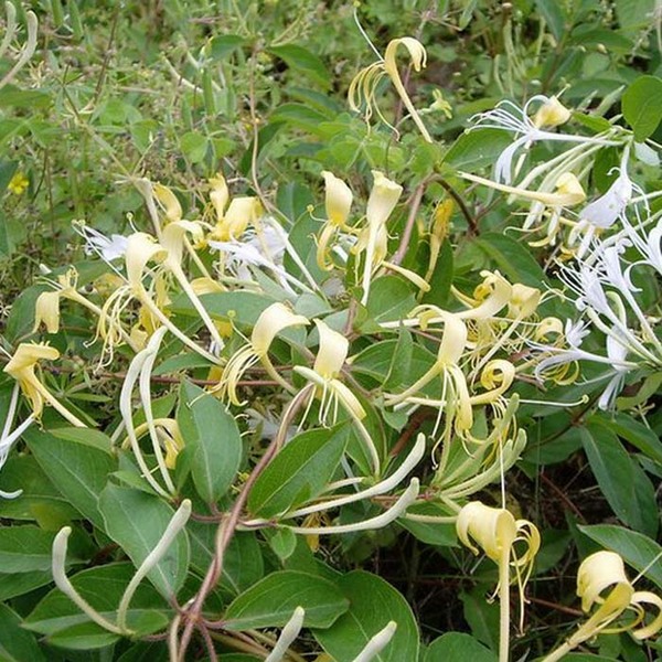 5斤包邮新鲜现采野生中草药材金银花藤 忍冬藤 鸳鸯藤 鹭鸶藤