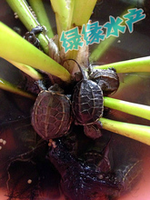 珍珠龟 淘宝网珍珠龟 【价格 店铺 图片】推荐