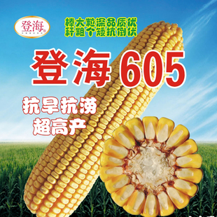 大田种植杂交玉米种子优质高产玉米种子 登海605超级玉米超试6号
