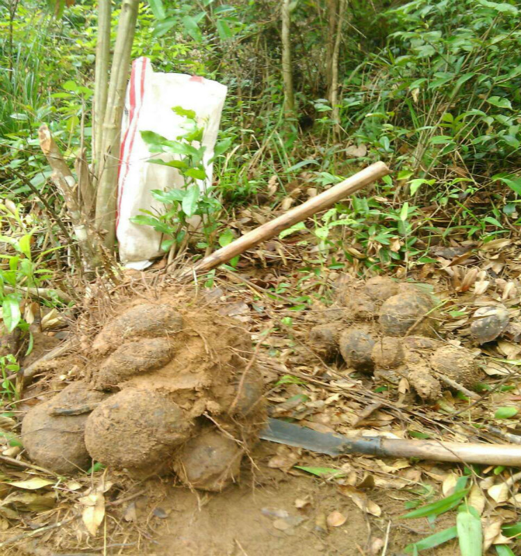 野生鸡骨草 广东相思子黄头草黄仔强大黄草猪腰草500g