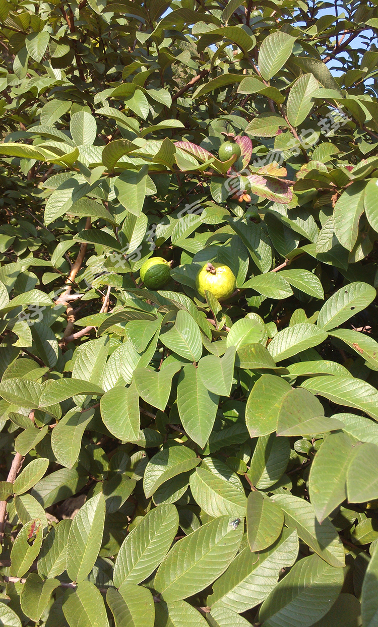 野生番石榴茶红心芭乐干3斤番石榴干片送袋泡茶包 可配番石榴叶子