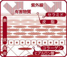 日本正品Gripin Cream 保湿霜