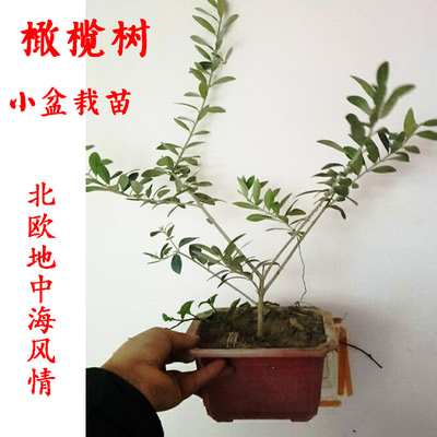 油橄榄树苗盆栽盆景2-3龄花卉绿植庭院阳台办公室内棒棒糖形包邮