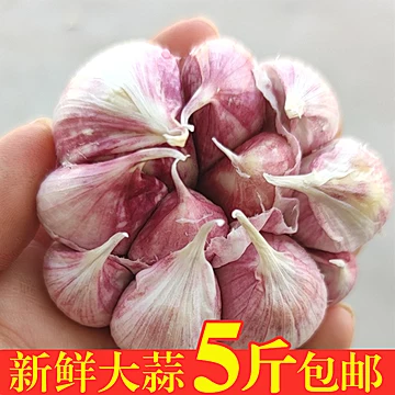 【5斤现挖现发】云南新鲜紫皮大蒜[5元优惠券]-寻折猪