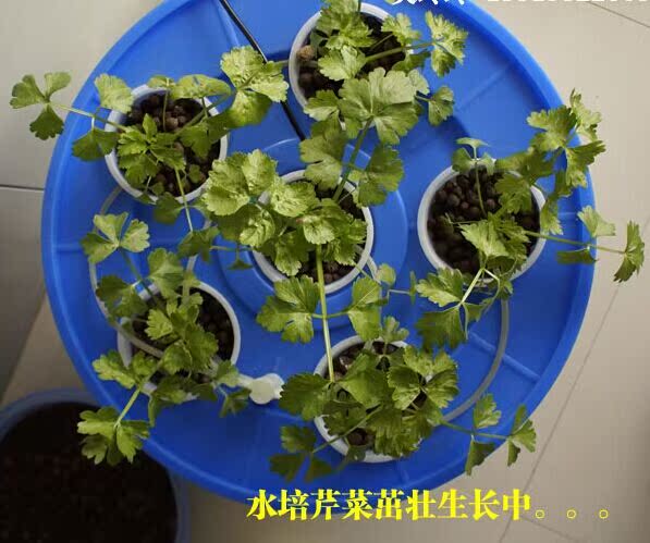 阳台种菜花卉 六孔盆式无土栽培/水培蔬菜自动循环设备营养液.