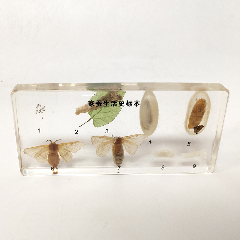 Embedded Specimen Frog Development Butterfly Silkworm Silkworm Bee Life History Specimen Teaching Aids