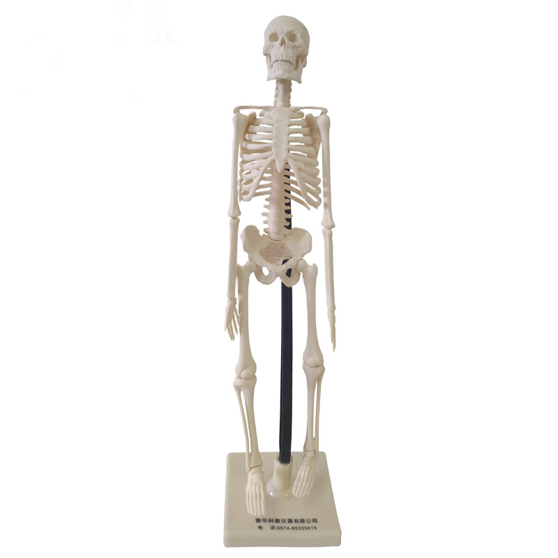 Simulation Human Skeleton Model 42cm85cm Detachable Medical Biological Skeleton Whole Body Skeleton Spine Column