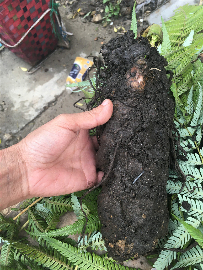 ����ŭ����Ͽ�ȶ��������ް���¥��500Ԫ��Ҷһ֦������˹��¼