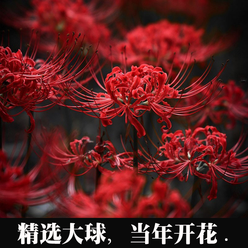 風吹半夏現貨彼岸花種球曼珠沙華盆栽紅花換錦石蒜大種球陽臺花卉濃香晚