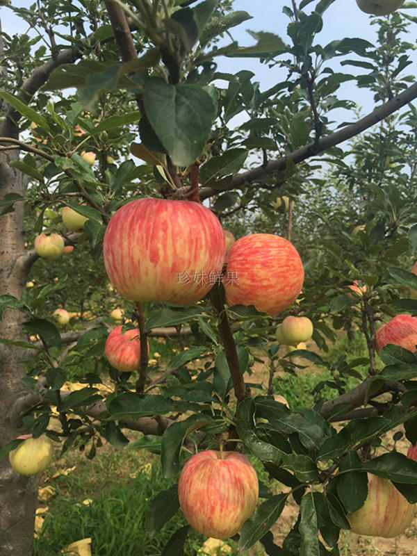 8月初发新鲜苹果水果5斤粉苹果面苹果沙苹果宝宝老人吃非蛇果金帅