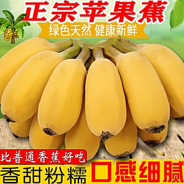 广西苹果蕉粉蕉西贡蕉新鲜水果现摘现发[40元优惠券]-寻折猪