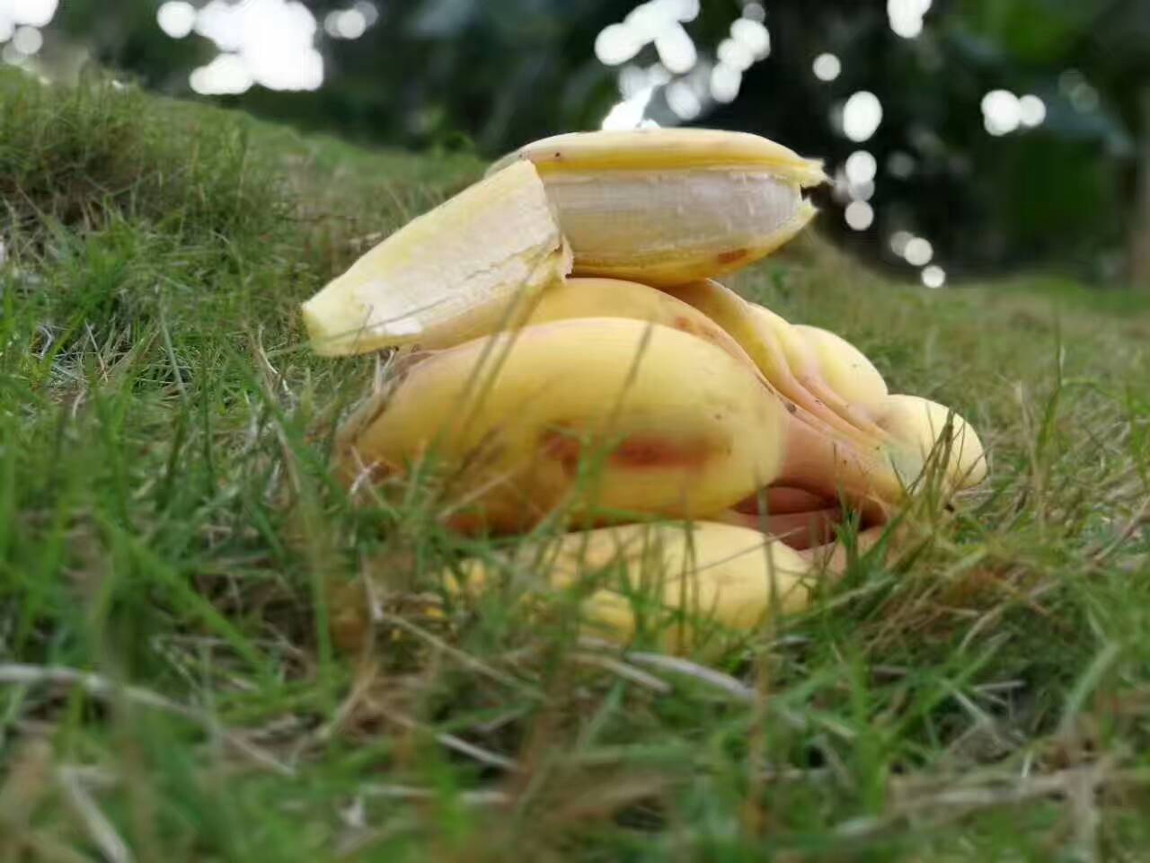 苹果蛋蕉 小米蕉芭蕉粉蕉海南皇帝蕉新鲜香蕉热带孕妇水果5斤包邮