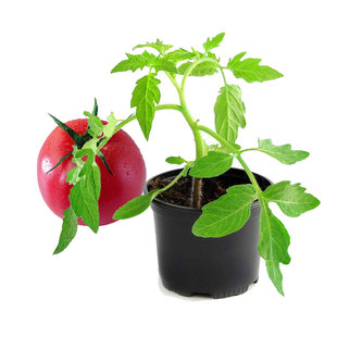 农家粉果沙糖番茄种子苗西红柿种籽番茄苗孑蔬菜盆栽阳台四季包邮