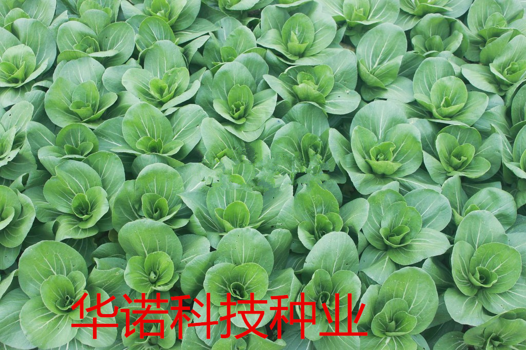 进口华冠青梗菜种子束腰矮脚油菜小奶白菜籽上海青四季小青菜种籽