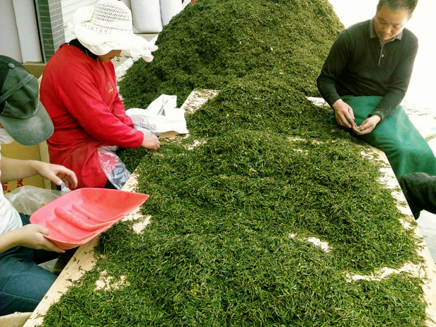 阿姨们正在进行最关键的一步【炭火烘茶】&darr