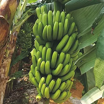 现摘广西香蕉新鲜当季自然熟鲜蕉热带水果[30元优惠券]-寻折猪
