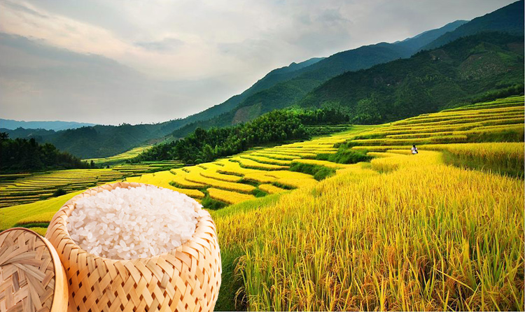 这个被大山包围的盆地.四季温润,物产丰富,盛产水稻.